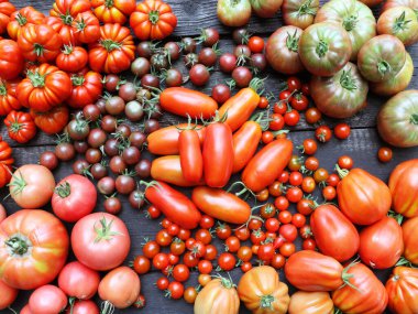 Farklı türde domatesler. Renkli domates arka planı. Taze domates Sağlıklı gıda konsepti.