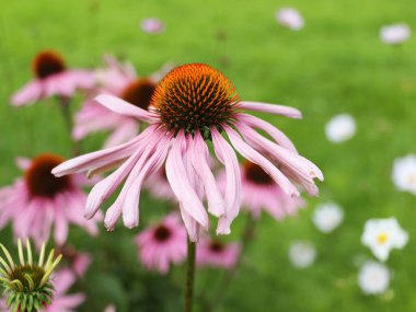 Parktaki Mor Echinacea çiçekleri. Ekinezya çiçeği yumuşak bokeh arka planına karşı. Yumuşak seçici odaklanma. Ekinezya yakın çekim.