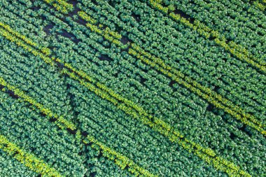 Ayçiçeği tarlasının panoramik görüntüsü. Ayçiçeği kafalarının üst görüntüsü. Fotoğraf insansız hava aracı tarafından çekilmiştir..