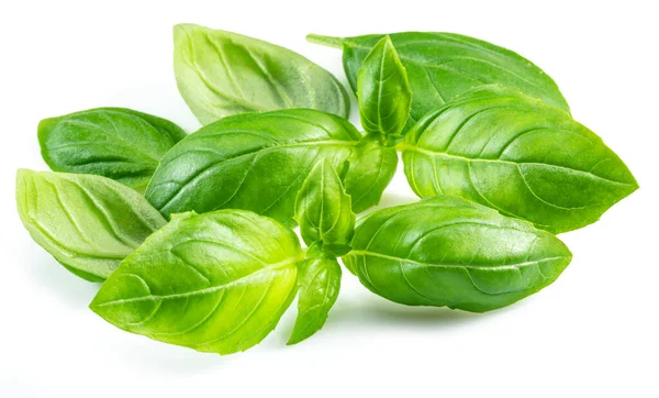 Macro Shot Fresh Green Basil Leaves Isolated White Background — Stock Photo, Image