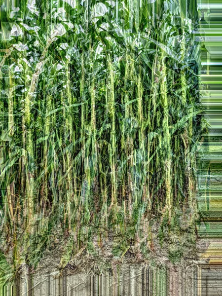Абстрактне Зображення Використанням Зображень Кукурудзяного Поля Концепція Помилки — стокове фото