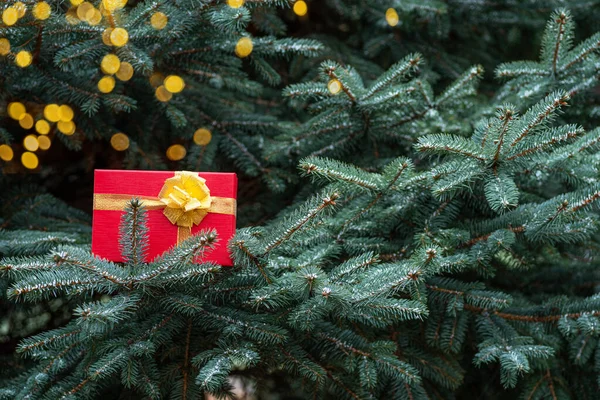 크리스마스 이브와 이브에 전나무 가지에 — 스톡 사진