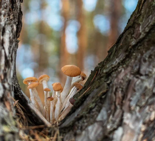 Armillaria Mellea Eller Honungssvamp Som Växer Skogen Närbild — Stockfoto
