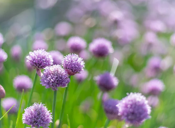 Allium Bloeiende Paarse Plant Natuur Achtergrond — Stockfoto