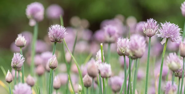 Allium Floreciendo Planta Cebolla Morada Fondo Naturaleza —  Fotos de Stock