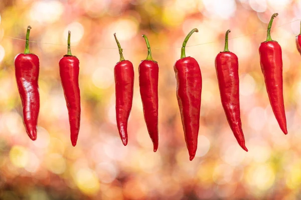 Lot Fresh Red Chilli Peppers Strung Rope Chili Pepper Air — Stock Photo, Image