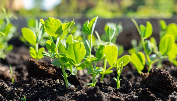 地面の近くから発芽したエンドウ豆の芽 健康上の利点としてのマイクログリーン — ストック写真