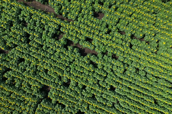 Panoramic view of sunflower field.  Top view of sunflower heads. Picture is taken by drone.