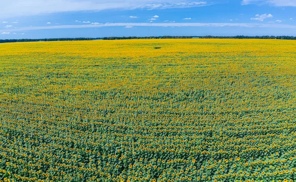 Blick Auf Das Sonnenblumenfeld Sonnenblumenköpfe Von Oben Bild Wird Drohne — Stockfoto