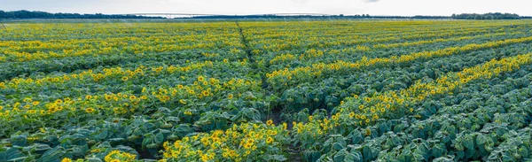 Panoramic View Sunflower Field Top View Sunflower Heads Picture Taken — Stock Photo, Image