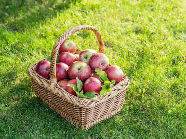 Zralá Jablka Proutěném Koši Zelené Trávě — Stock fotografie