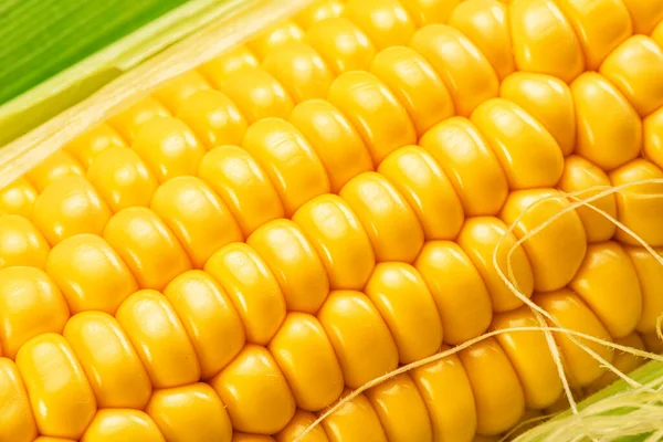 Maize cob or corn cob close up. Macro shot.