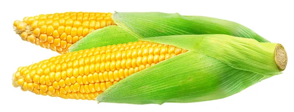 Maize Cobs Corn Cobs White Background File Contains Clipping Path — Stock Photo, Image