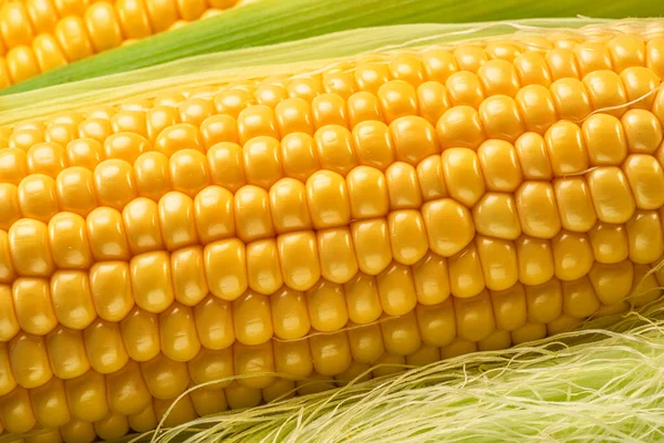 Maize Cob Corn Cob Corn Silk Close Macro Shot — Stock Photo, Image