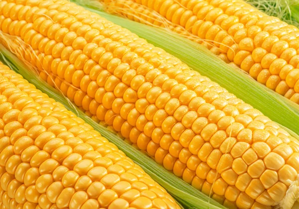 Kukoricavetőmag Kis Vízcseppekkel Borított Kukoricacsutkában Makrofelvétel — Stock Fotó