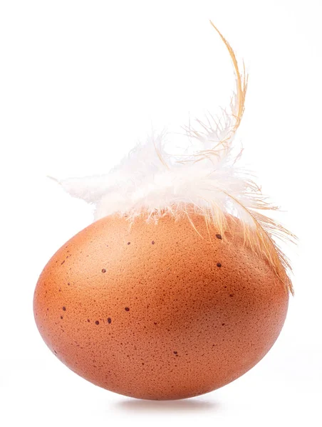 stock image Brown chicken egg and chicken feather on its top isolated on white background.