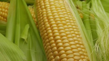 Close-up shot of ripe corn heads with corn whiskers and leaves, slow motion of the camera.