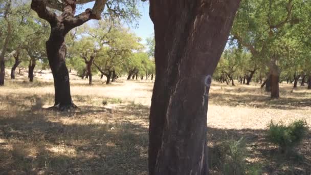 Mantar Ağacı Bahçesi Mantar Meşesi Portekiz Güneşli Bir Yaz Gününde — Stok video