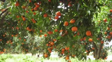 Tangerine garden with ripe tangerine s on the branches on a sunny spring day. The fruits of tangerines slow sway on the trees. 