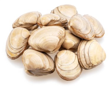 Edible raw clams isolated on white background. Delicacy food. clipart