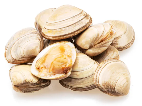 Edible Raw Clams Isolated White Background Delicacy Food — Stock Photo, Image