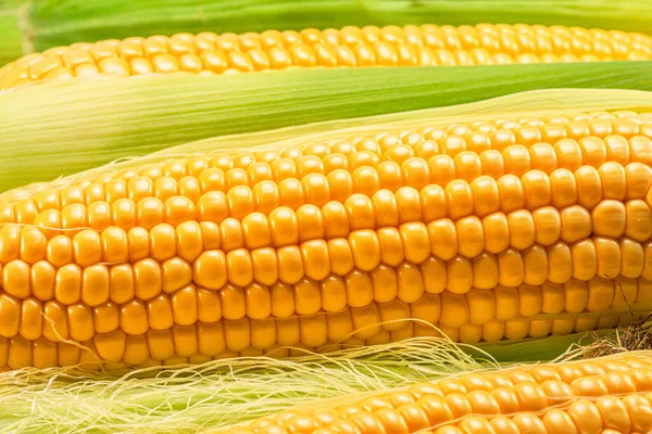 Maize cob or corn cob and corn silk close up. Macro shot.