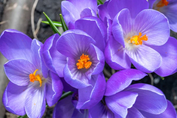 Lilac Krokus Blomma Blom Närbild — Stockfoto
