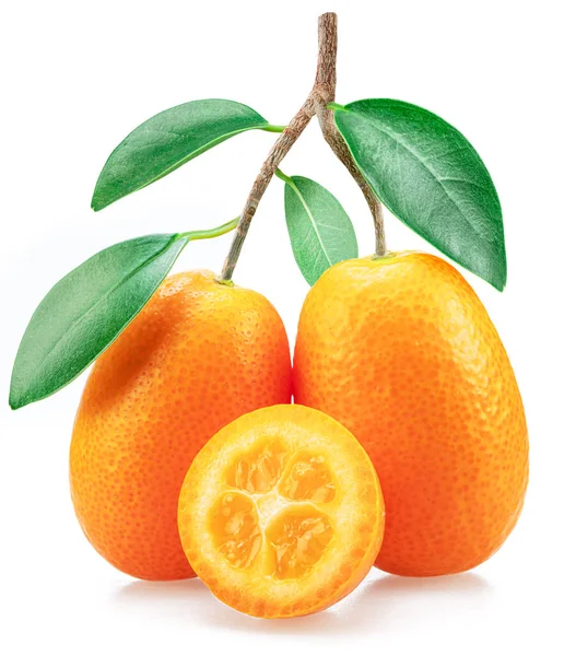Dal Üzerinde Kumquat Meyveleri Beyaz Arka Planda Yapraklar — Stok fotoğraf