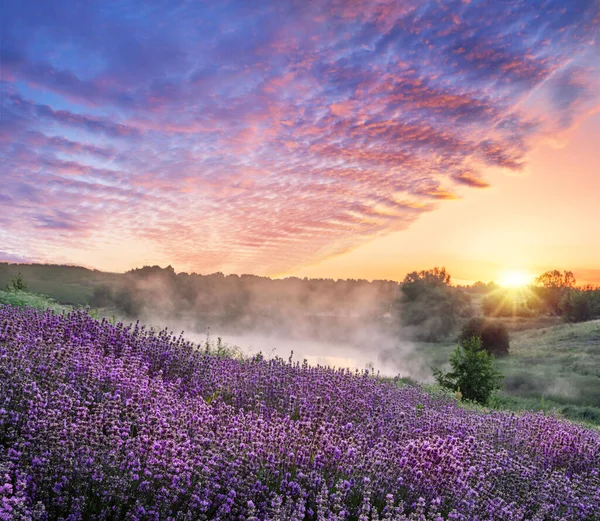 Virágzó Lavandula Vagy Levendulamező Hajnali Fényben Fényes Reggeli Köd Színes — Stock Fotó