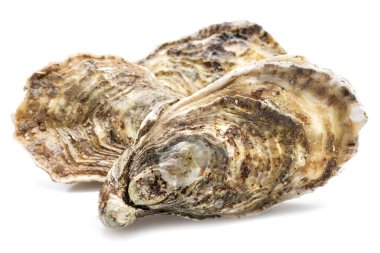 Kapalı çiğ istiridyeler beyaz arka planda izole edilmiş. Lezzetli yemek..