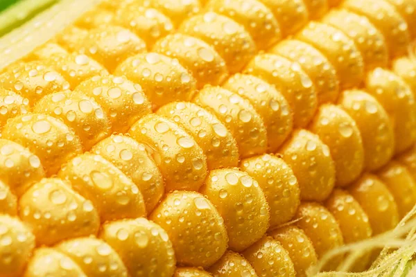 Maize Seeds Corn Cob Covered Small Water Drops Macro Shot — Stock Photo, Image