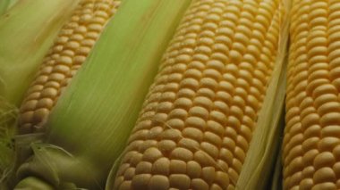 Close-up shot of ripe corn heads with corn whiskers and leaves, slow motion of the camera.