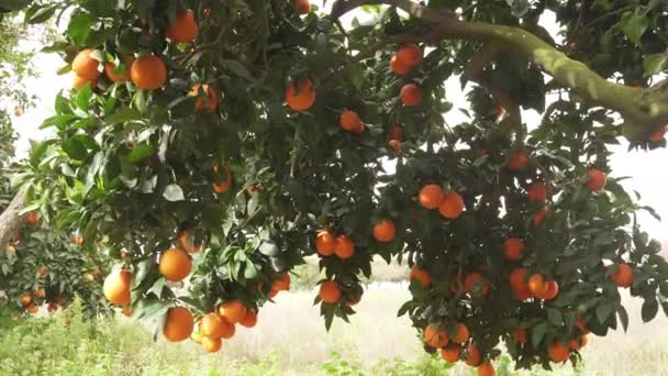 Orange Garden Ripe Oranges Branches Sunny Spring Day Fruits Oranges — Stockvideo