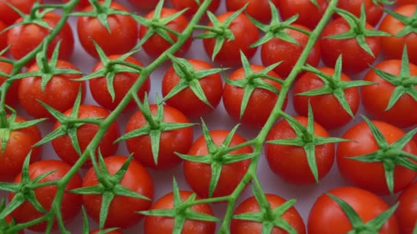 Cherry Tomatoes Slow Motion Branches Cherry Tomatoes Close Video Footage — Video