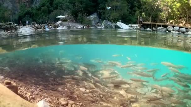 Каньйоні Гойнук Туреччина Відкривається Вид Мальовничу Гірську Річку Річковими Рибами — стокове відео