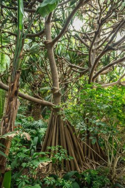 Tenerife 'nin kuzeyinde alışılmadık şekilli ağaç dalları.