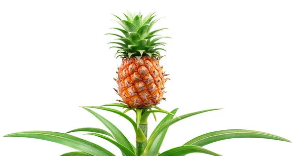 Pineapple Its Parent Plant Isolated White Background File Contains Clipping — Zdjęcie stockowe