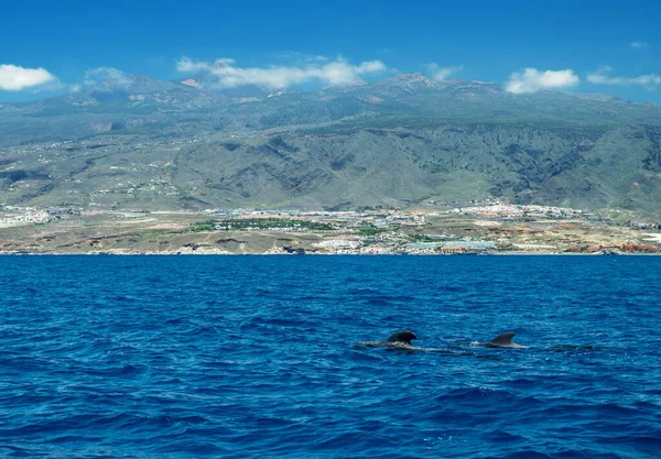 Vista Isla Tenerife Desde Océano Ballenas Piloto Agua Están Primer —  Fotos de Stock