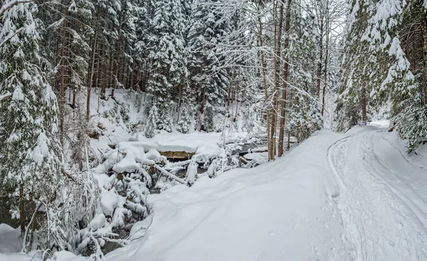 Fir Bomen Bedekt Met Sneeuw Besneeuwde Weg Het Bos Mooie — Stockfoto