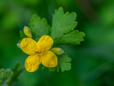 Blooming celandine flower close-up at the green nature background. 