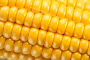 Maize seeds in corn cob. Macro shot.