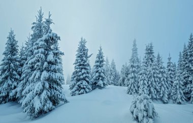 Fir trees covered with snow. Beautiful winter background.