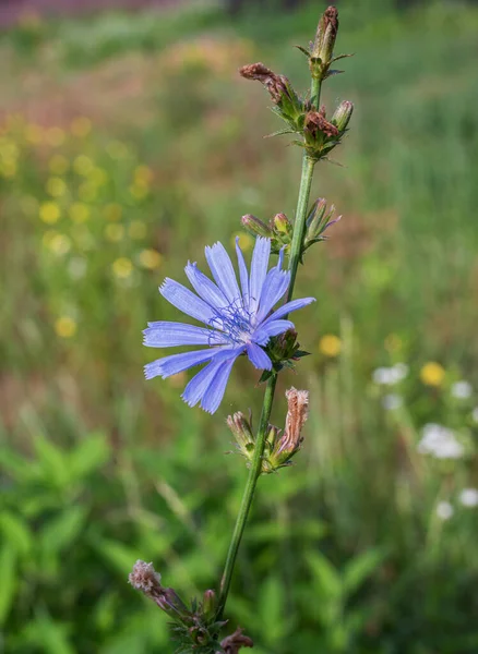 Roślina Cykorii Kwiecie Piękne Niebieskie Kwiaty Bliska Kontekst Natury — Zdjęcie stockowe