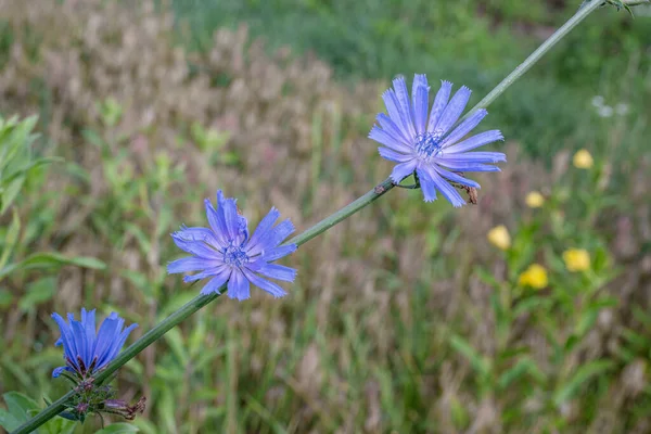 Plante Chicorée Fleur Belles Fleurs Bleues Rapprochées Contexte Naturel — Photo