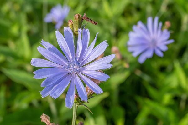 Chicory Plant Blossom Beautiful Blue Flowers Close Nature Background — Stock Photo, Image