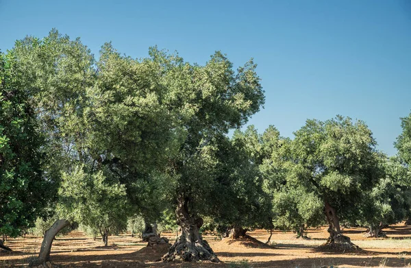 Medelhavets Olivplantage Med Ett Gammalt Olivträd Förgrunden — Stockfoto