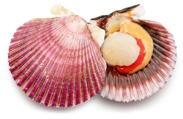 Fresh Live Opened Scallop Scallop Roe Coral File Contains Clipping — Stockfoto