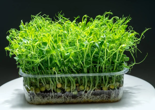 白いテーブルの上にエンドウ豆の種を発芽させた 黒の背景に隔離されてる 健康上の利点としてのマイクログリーン — ストック写真