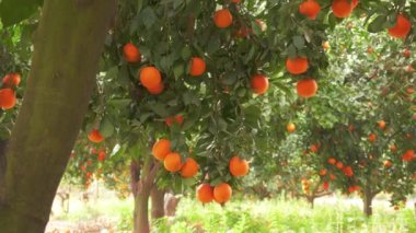 Orange garden with ripe oranges on the branches on a sunny spring day. The fruits of oranges slow sway on the trees. 