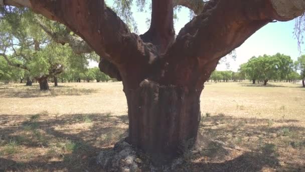 Cork Tree Garden Cork Oak Long Standing Business Parts Portugal — Stock videók